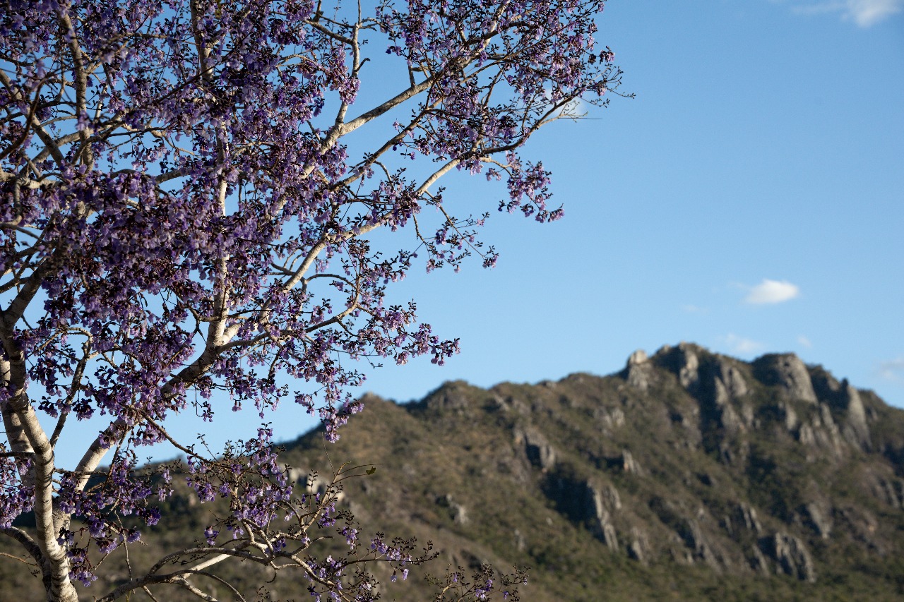 Sucupira e a Serra de Santana